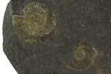 Dactylioceras Ammonite Cluster - Posidonia Shale, Germany #100249-1